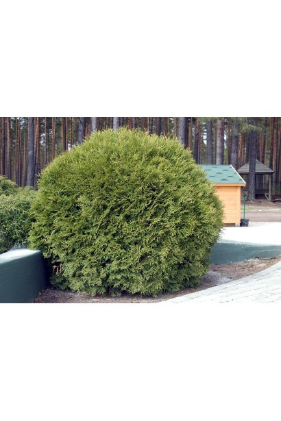 Туя західна Брабант ТОПІАР КУЛЯ